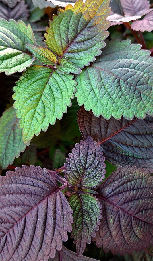 What Is Shiso? The Botanical Behind Grown-Up Energy